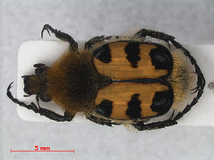  (Trichius zonatus - RMNH.INS.536421)  @15 [ ] CreativeCommons - Attribution Non-Commercial Share-Alike (2012) Unspecified Naturalis, Biodiversity Centre