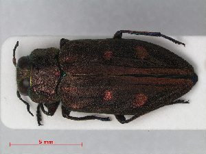  (Chrysobothris affinis - RMNH.INS.536423)  @14 [ ] CreativeCommons - Attribution Non-Commercial Share-Alike (2012) Unspecified Naturalis, Biodiversity Centre