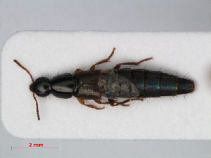  (Quedius nitipennis - RMNH.INS.536474)  @15 [ ] CreativeCommons - Attribution Non-Commercial Share-Alike (2012) Unspecified Naturalis, Biodiversity Centre