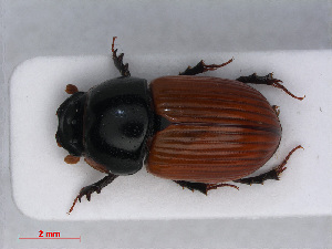  ( - RMNH.INS.542775)  @13 [ ] CreativeCommons - Attribution Non-Commercial Share-Alike (2013) Unspecified Naturalis Biodiversity Center