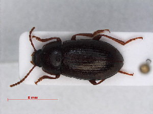  ( - RMNH.INS.542939)  @13 [ ] CreativeCommons - Attribution Non-Commercial Share-Alike (2013) Unspecified Naturalis Biodiversity Center