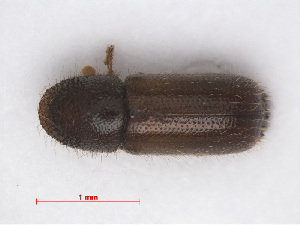  (Taphrorychus bicolor - RMNH.INS.542959)  @14 [ ] CreativeCommons - Attribution Non-Commercial Share-Alike (2013) Unspecified Naturalis Biodiversity Center