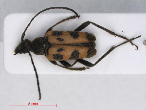  ( - RMNH.INS.542981)  @13 [ ] CreativeCommons - Attribution Non-Commercial Share-Alike (2013) Unspecified Naturalis Biodiversity Center