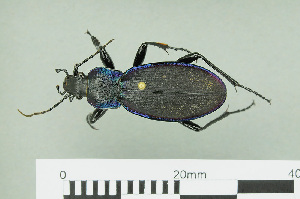  (Carabus violaceus - RMNH.INS.543015)  @14 [ ] CreativeCommons - Attribution Non-Commercial Share-Alike (2013) Unspecified Naturalis Biodiversity Center