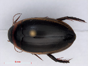  ( - RMNH.INS.543194)  @13 [ ] CreativeCommons - Attribution Non-Commercial Share-Alike (2013) Unspecified Naturalis Biodiversity Center