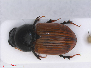  ( - RMNH.INS.543310)  @13 [ ] CreativeCommons - Attribution Non-Commercial Share-Alike (2013) Unspecified Naturalis Biodiversity Center