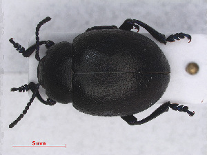  (Timarcha goettingensis - RMNH.INS.555696)  @13 [ ] CreativeCommons - Attribution Non-Commercial Share-Alike (2013) Unspecified Naturalis Biodiversity Center