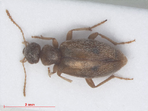  (Anthicus bimaculatus - RMNH.INS.555958)  @13 [ ] CreativeCommons - Attribution Non-Commercial Share-Alike (2013) Unspecified Naturalis Biodiversity Center