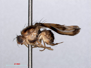  (Toxonevra muliebris - RMNH.INS.546607)  @14 [ ] CreativeCommons - Attribution Non-Commercial Share-Alike (2013) Unspecified Naturalis Biodiversity Center