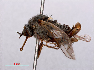  (Empis femorata - RMNH.INS.550561)  @11 [ ] CreativeCommons - Attribution Non-Commercial Share-Alike (2013) Unspecified Naturalis Biodiversity Center