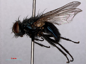  (Protocalliphora azurea - RMNH.INS.550565)  @14 [ ] CreativeCommons - Attribution Non-Commercial Share-Alike (2013) Unspecified Naturalis Biodiversity Center