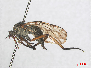  (Empis variegata - RMNH.INS.551263)  @14 [ ] CreativeCommons - Attribution Non-Commercial Share-Alike (2013) Unspecified Naturalis Biodiversity Center