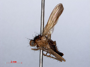  ( - RMNH.INS.551726)  @11 [ ] CreativeCommons - Attribution Non-Commercial Share-Alike (2013) Unspecified Naturalis Biodiversity Center