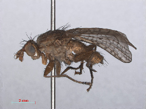  ( - RMNH.INS.551938)  @13 [ ] CreativeCommons - Attribution Non-Commercial Share-Alike (2013) Unspecified Naturalis Biodiversity Center