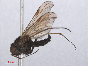  ( - RMNH.INS.551948)  @12 [ ] CreativeCommons - Attribution Non-Commercial Share-Alike (2013) Unspecified Naturalis Biodiversity Center