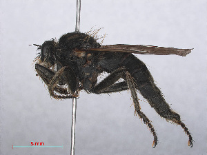  (Machimus arthriticus - RMNH.INS.551977)  @14 [ ] CreativeCommons - Attribution Non-Commercial Share-Alike (2013) Unspecified Naturalis Biodiversity Center