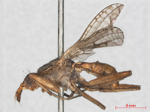  (Dichetophora obliterata - RMNH.INS.553396)  @13 [ ] CreativeCommons - Attribution Non-Commercial Share-Alike (2013) Unspecified Naturalis Biodiversity Center