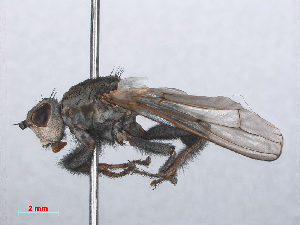  (Helcomyza ustulata - RMNH.INS.553697)  @12 [ ] CreativeCommons - Attribution Non-Commercial Share-Alike (2013) Unspecified Naturalis Biodiversity Center