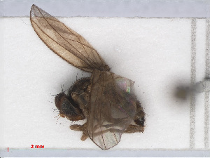 (Agromyza ferruginosa - RMNH.INS.553877)  @11 [ ] CreativeCommons - Attribution Non-Commercial Share-Alike (2013) Unspecified Naturalis Biodiversity Center