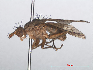  ( - RMNH.INS.559400)  @13 [ ] CreativeCommons - Attribution Non-Commercial Share-Alike (2013) Unspecified Naturalis Biodiversity Center