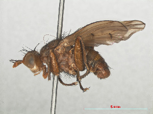  (Tetanocera arrogans - RMNH.INS.559406)  @13 [ ] CreativeCommons - Attribution Non-Commercial Share-Alike (2013) Unspecified Naturalis Biodiversity Center
