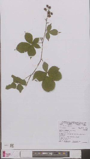  (Rubus arrheniiformis - L 0896700)  @11 [ ] CreativeCommons - Attribution Non-Commercial Share-Alike (2012) Naturalis Biodiversity center Naturalis Biodiversity center