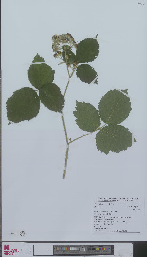  (Rubus condensatus - L 0896211)  @11 [ ] CreativeCommons - Attribution Non-Commercial Share-Alike (2012) Naturalis Biodiversity center Naturalis Biodiversity center
