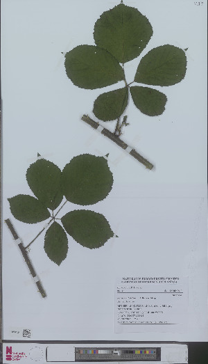  (Rubus contritidens - L 0896242)  @11 [ ] CreativeCommons - Attribution Non-Commercial Share-Alike (2012) Naturalis Biodiversity center Naturalis Biodiversity center
