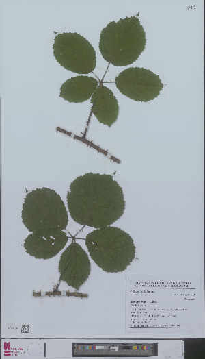  (Rubus gloriosus - L 0896630)  @11 [ ] CreativeCommons - Attribution Non-Commercial Share-Alike (2012) Naturalis Biodiversity center Naturalis Biodiversity center