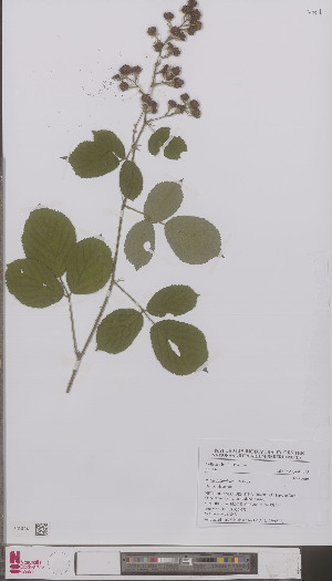  (Rubus tubanticus - L 0896801)  @11 [ ] CreativeCommons - Attribution Non-Commercial Share-Alike (2012) Naturalis Biodiversity center Naturalis Biodiversity center