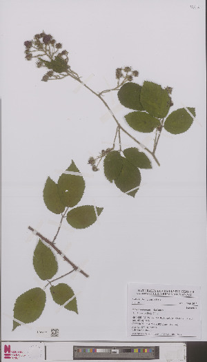  (Rubus cordiformis - L 0896343)  @11 [ ] CreativeCommons - Attribution Non-Commercial Share-Alike (2012) Naturalis Biodiversity center Naturalis Biodiversity center
