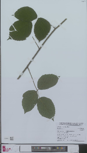  (Rubus flexuosus - L 0896048)  @11 [ ] CreativeCommons - Attribution Non-Commercial Share-Alike (2012) Naturalis Biodiversity center Naturalis Biodiversity center