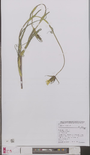  (Tragopogon pratensis orientalis - L 0895657)  @11 [ ] CreativeCommons - Attribution Non-Commercial Share-Alike (2012) Naturalis Biodiversity center Naturalis Biodiversity center