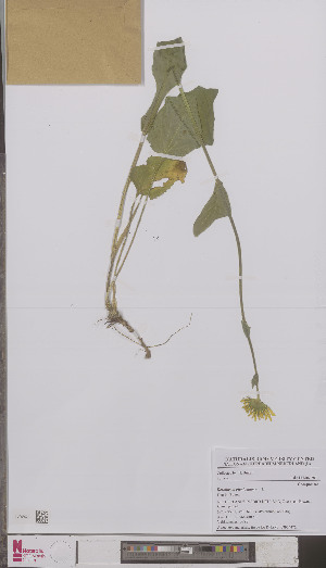  (Doronicum plantagineum - L 0895447)  @11 [ ] CreativeCommons - Attribution Non-Commercial Share-Alike (2012) Naturalis Biodiversity center Naturalis Biodiversity center