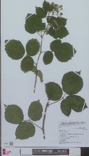  (Rubus adornatus - L 0896263)  @11 [ ] CreativeCommons - Attribution Non-Commercial Share-Alike (2012) Naturalis Biodiversity center Naturalis Biodiversity center