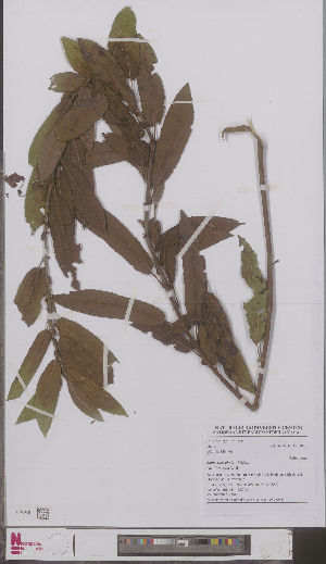  (Salix eriocephala - L 0897051)  @11 [ ] CreativeCommons - Attribution Non-Commercial Share-Alike (2012) Naturalis Biodiversity center Naturalis Biodiversity center