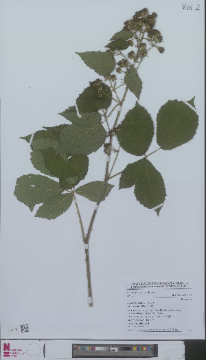  (Rubus asperidens - L 0896510)  @11 [ ] CreativeCommons - Attribution Non-Commercial Share-Alike (2012) Naturalis Biodiversity center Naturalis Biodiversity center