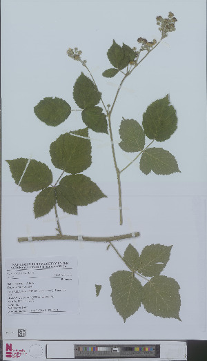  (Rubus deweveri - L 0896213)  @11 [ ] CreativeCommons - Attribution Non-Commercial Share-Alike (2012) Naturalis Biodiversity center Naturalis Biodiversity center