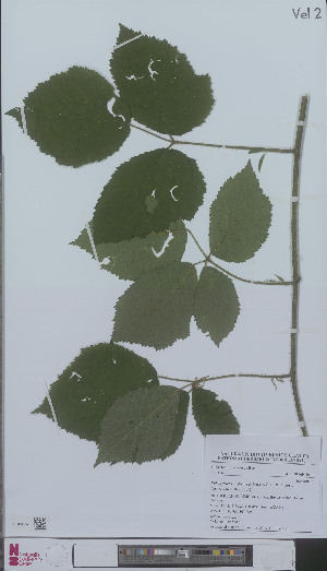  (Rubus fuscus - L 0896223)  @11 [ ] CreativeCommons - Attribution Non-Commercial Share-Alike (2012) Naturalis Biodiversity center Naturalis Biodiversity center