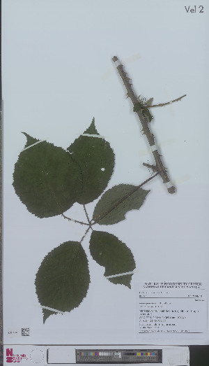  (Rubus praestans - L 0896191)  @11 [ ] CreativeCommons - Attribution Non-Commercial Share-Alike (2012) Naturalis Biodiversity center Naturalis Biodiversity center