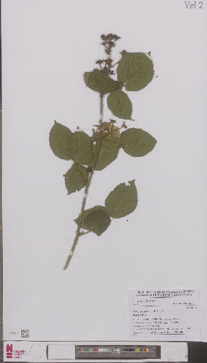  (Rubus coccinatus - L 0896929)  @11 [ ] CreativeCommons - Attribution Non-Commercial Share-Alike (2012) Naturalis Biodiversity center Naturalis Biodiversity center