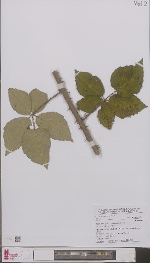  (Rubus grabowskii - L 0896706)  @11 [ ] CreativeCommons - Attribution Non-Commercial Share-Alike (2012) Naturalis Biodiversity center Naturalis Biodiversity center