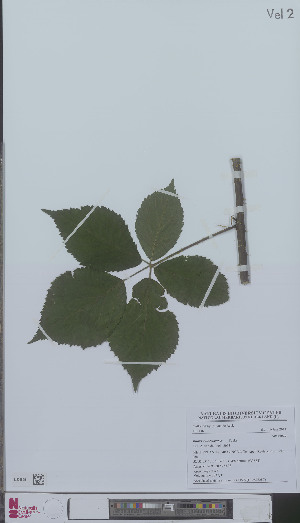  (Rubus chlorothyrsos - L 0896282)  @11 [ ] CreativeCommons - Attribution Non-Commercial Share-Alike (2012) Naturalis Biodiversity center Naturalis Biodiversity center