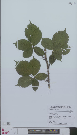  (Rubus axillaris - L 0896203)  @11 [ ] CreativeCommons - Attribution Non-Commercial Share-Alike (2012) Naturalis Biodiversity center Naturalis Biodiversity center