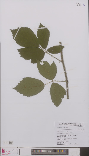  (Rubus diversus - L 0896404)  @11 [ ] CreativeCommons - Attribution Non-Commercial Share-Alike (2012) Naturalis Biodiversity center Naturalis Biodiversity center