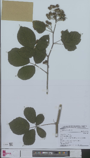  (Rubus foliosus - L 0894583)  @11 [ ] CreativeCommons - Attribution Non-Commercial Share-Alike (2012) Naturalis Biodiversity center Naturalis Biodiversity center