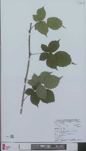  (Rubus imbricatus - L 0896229)  @11 [ ] CreativeCommons - Attribution Non-Commercial Share-Alike (2012) Naturalis Biodiversity center Naturalis Biodiversity center