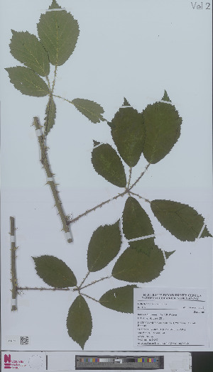  (Rubus latiarcuatus - L 0896636)  @11 [ ] CreativeCommons - Attribution Non-Commercial Share-Alike (2012) Naturalis Biodiversity center Naturalis Biodiversity center