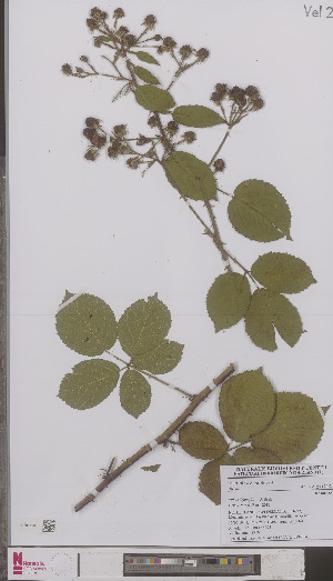  (Rubus dejonghii - L 0894864)  @11 [ ] CreativeCommons - Attribution Non-Commercial Share-Alike (2012) Naturalis Biodiversity center Naturalis Biodiversity center