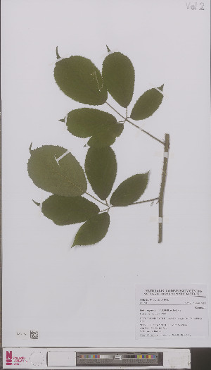  (Rubus rufescens - L 0896711)  @11 [ ] CreativeCommons - Attribution Non-Commercial Share-Alike (2012) Naturalis Biodiversity center Naturalis Biodiversity center